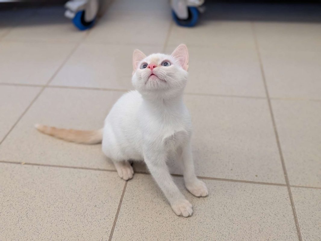 Tao - Chat Européen à adopter