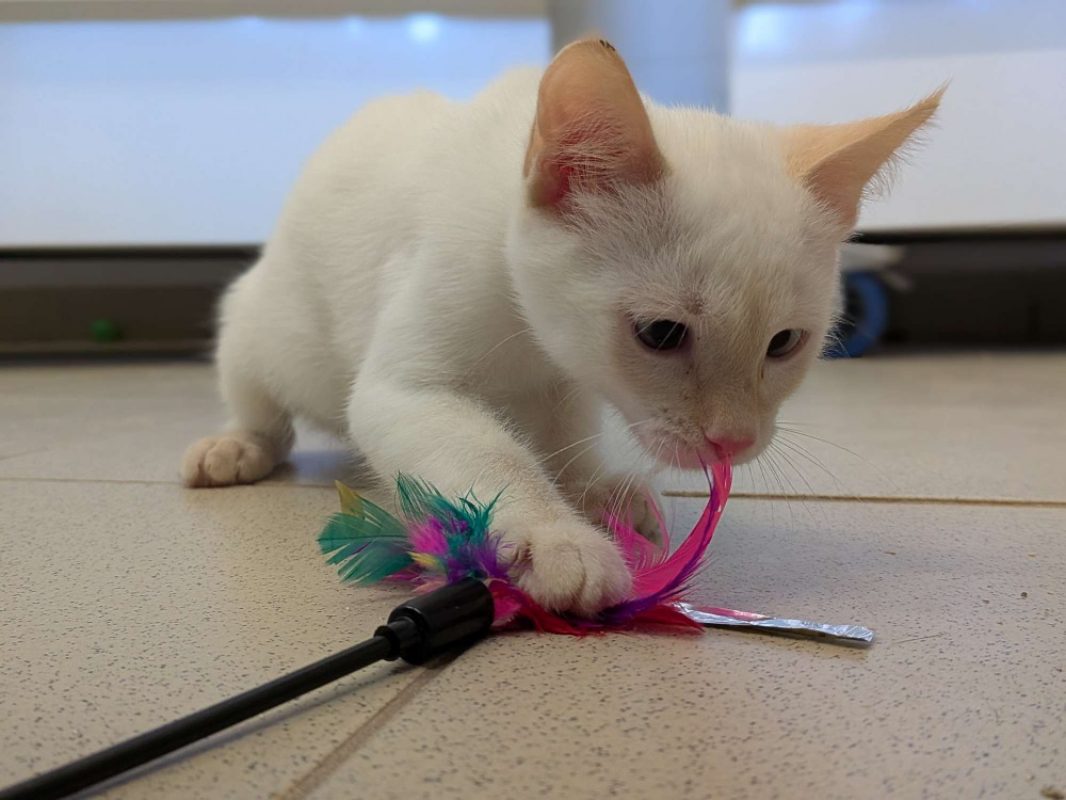 Tao - Chat Européen à adopter - photo 2