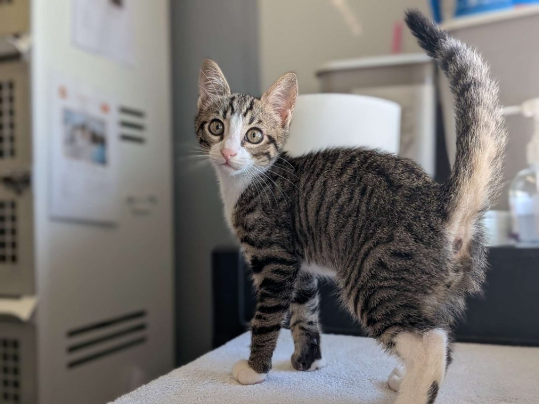 Fanta - Chat Européen à adopter
