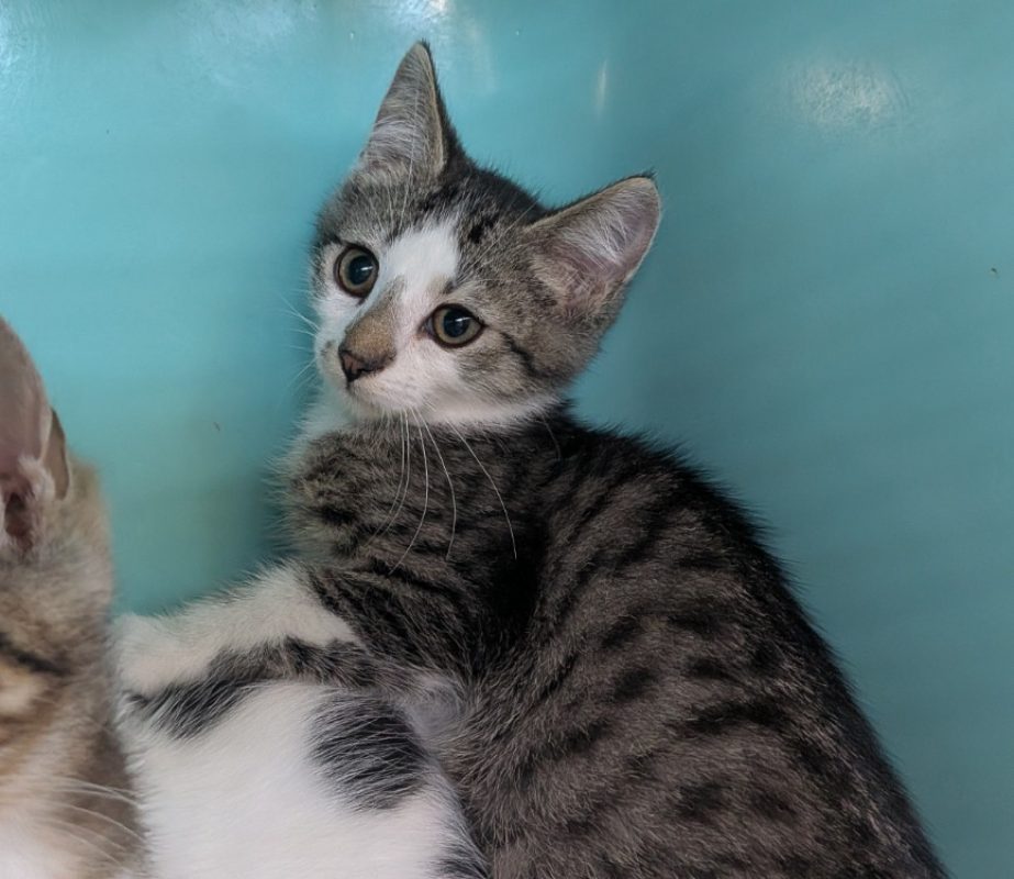 Zorro - Chat Européen à adopter