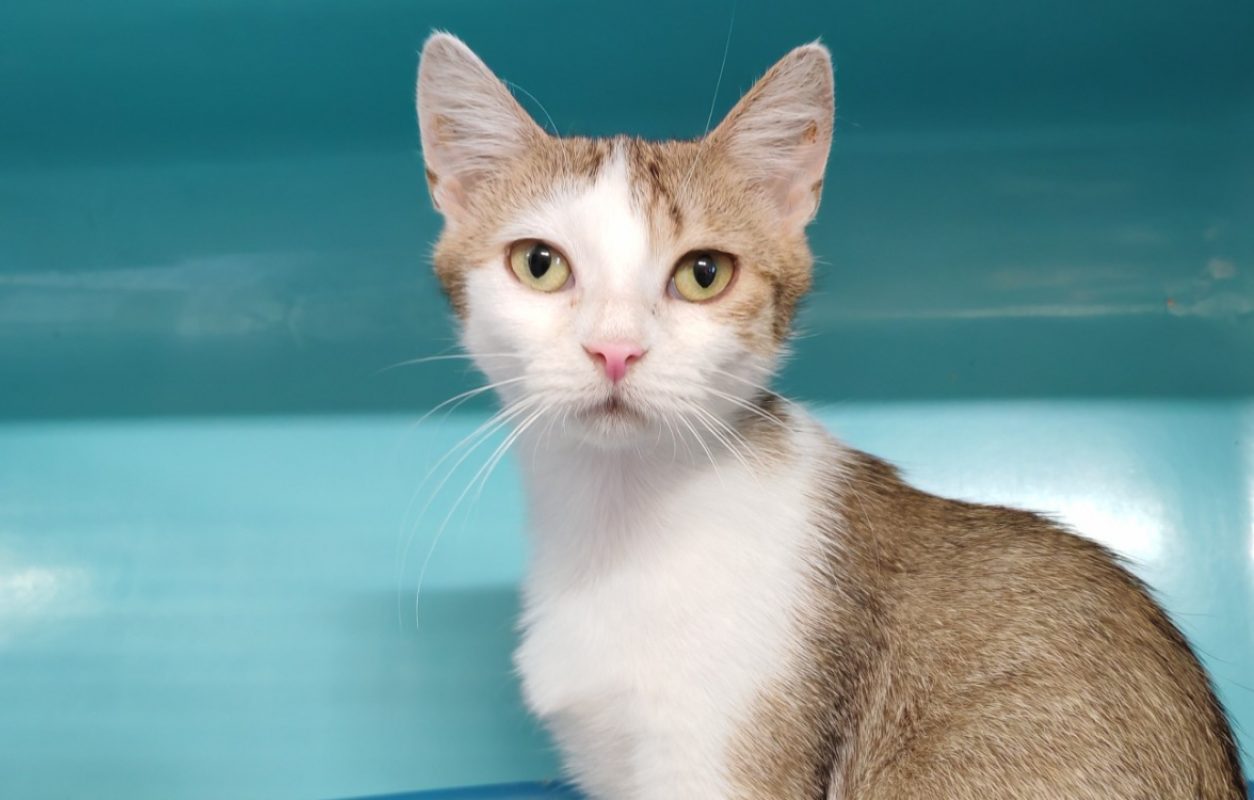 Juni - Chat Européen à adopter