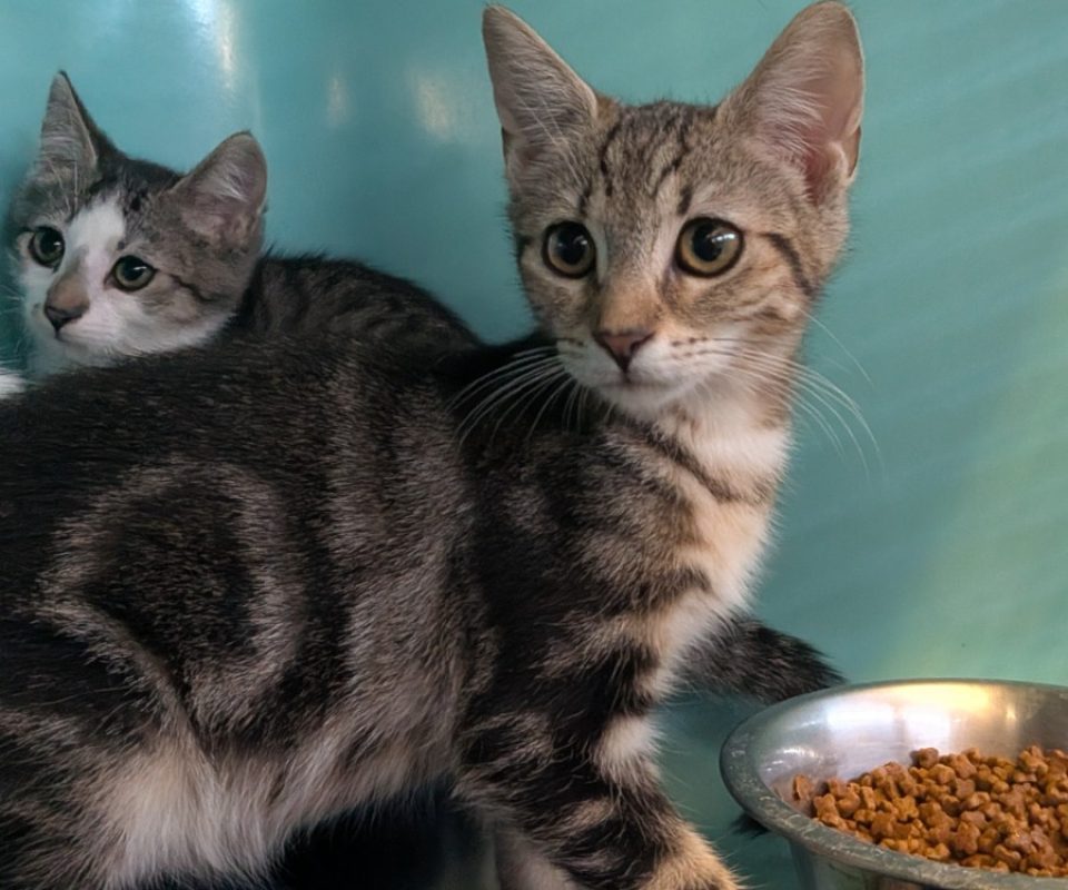 Caramella - Chat Européen à adopter