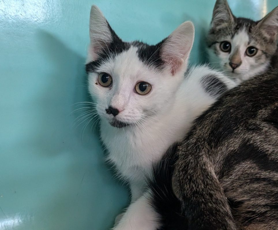 Glacia - Chat Européen à adopter