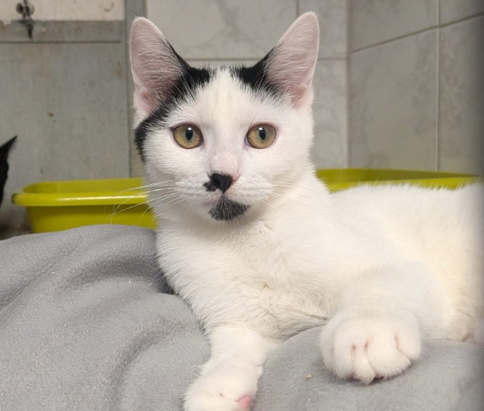 Glacia - Chat Européen à adopter