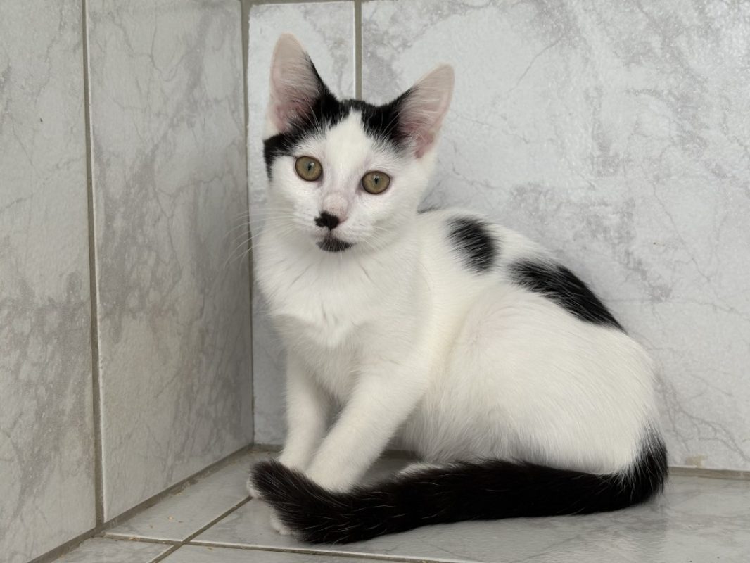 Glacia - Chat Européen à adopter - photo 2