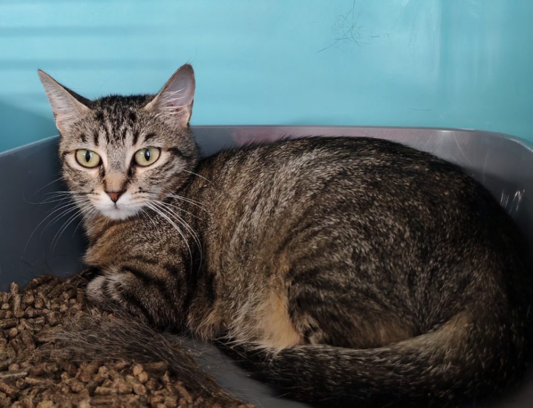 Raclette - Chat Européen à adopter