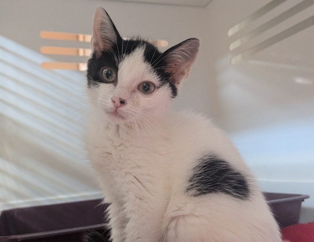 Rafiki - Chat Européen à adopter