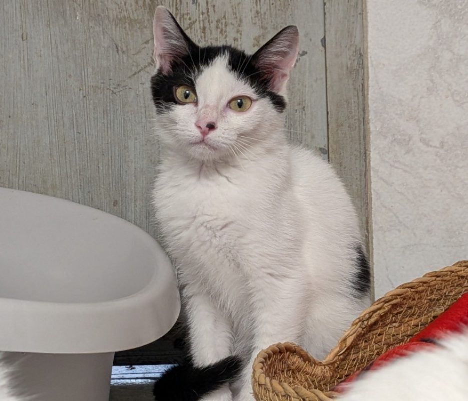 Rafiki - Chat Européen à adopter