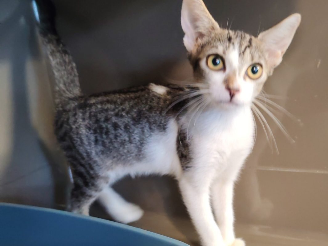 Misty - Chat Européen à adopter