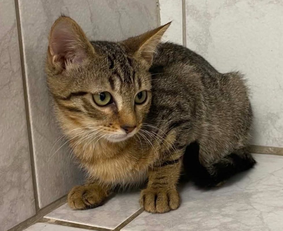 Enjoy - Chat Européen à adopter