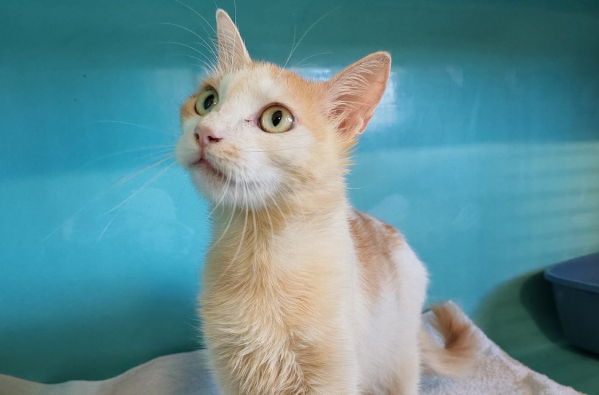 Celestine - Chat Européen à adopter