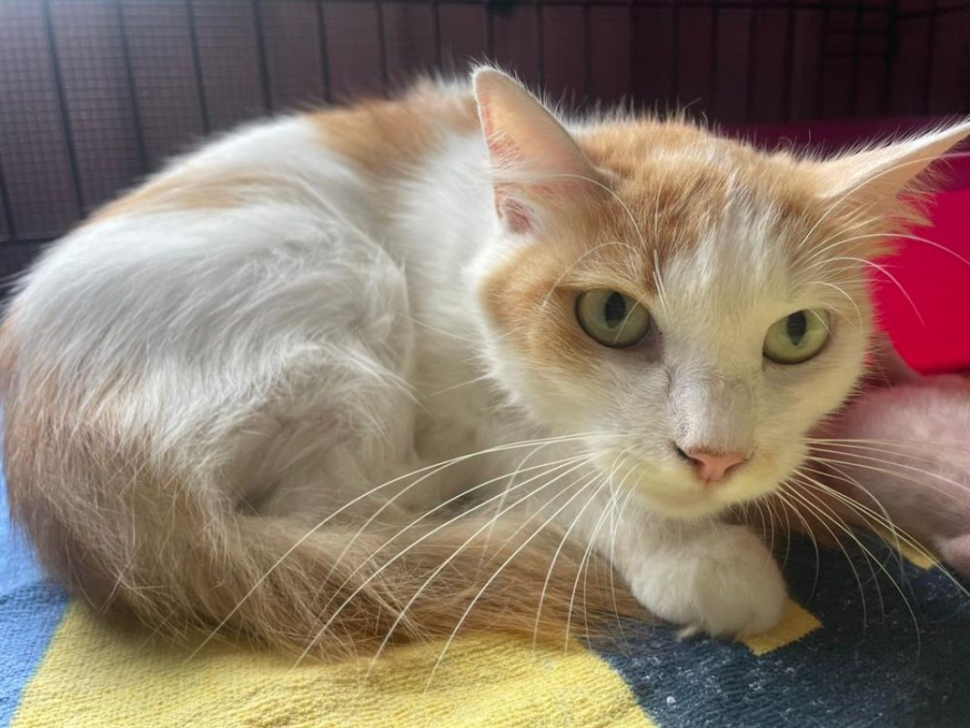 Celestine - Chat Européen à adopter - photo 2