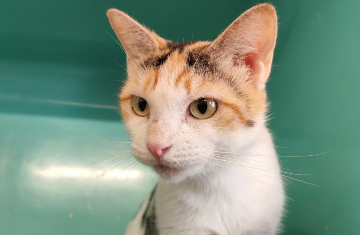 Helene - Chat Européen à adopter