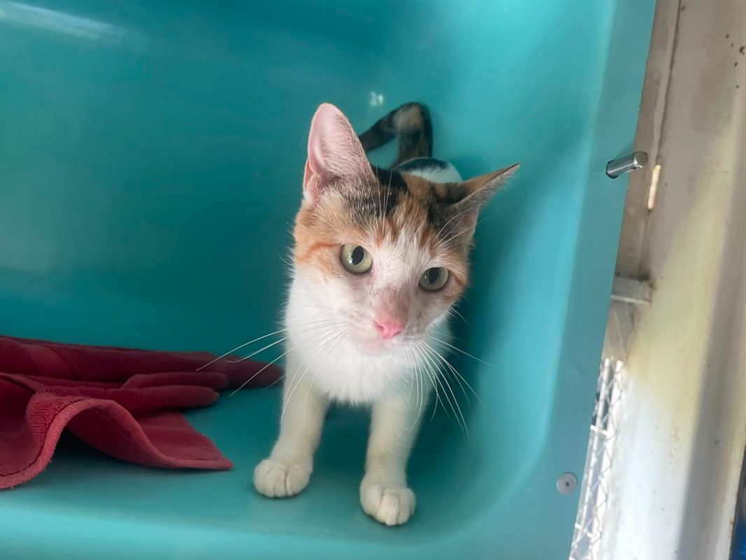 Helene - Chat Européen à adopter - photo 2