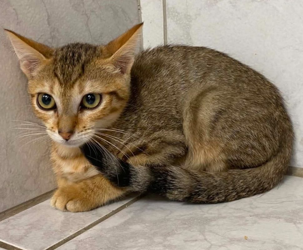 Arman - Chat Européen à adopter