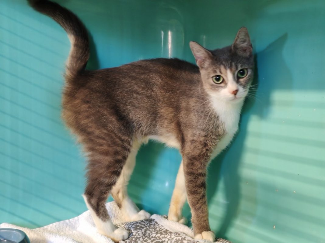 Maggy - Chat Européen à adopter