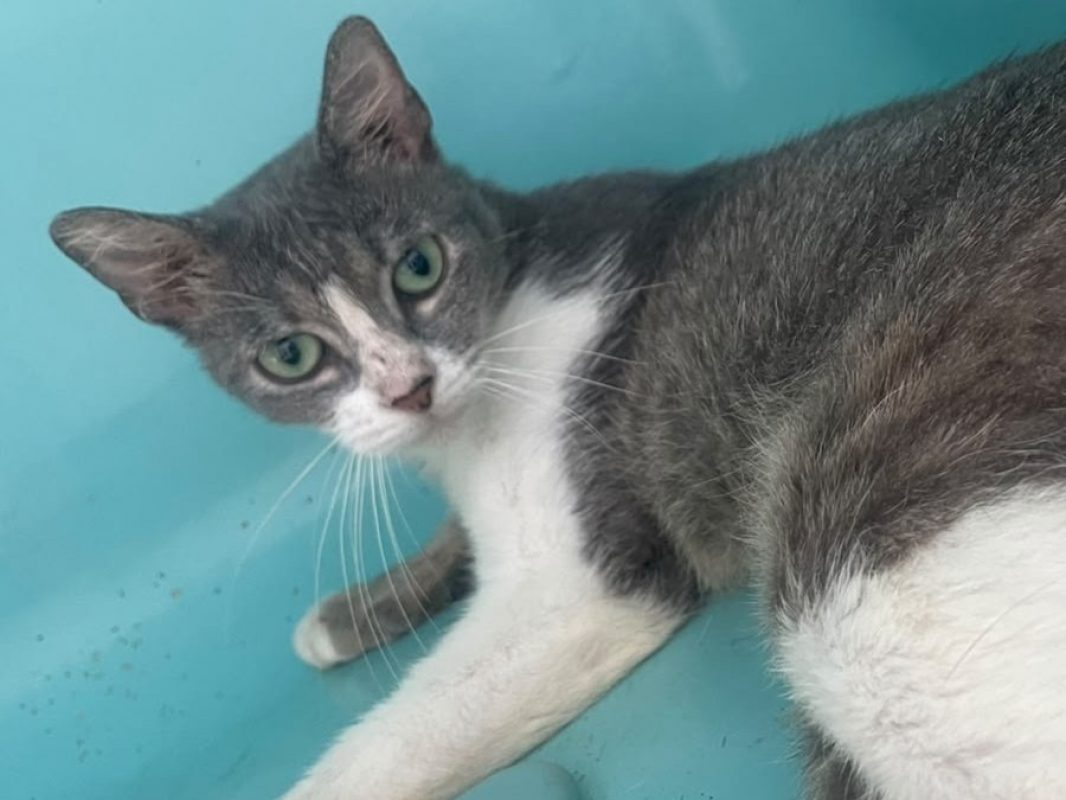 Maggy - Chat Européen à adopter - photo 2