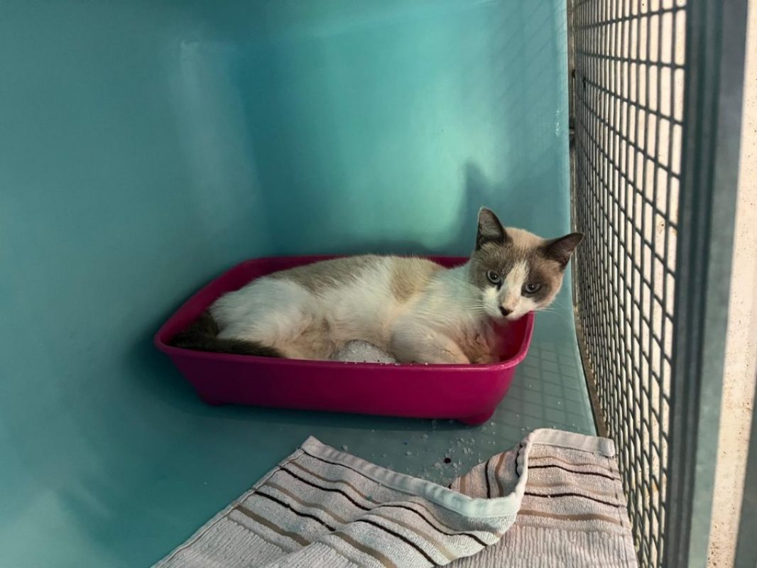 Grouti - Chat Européen à adopter - photo 2