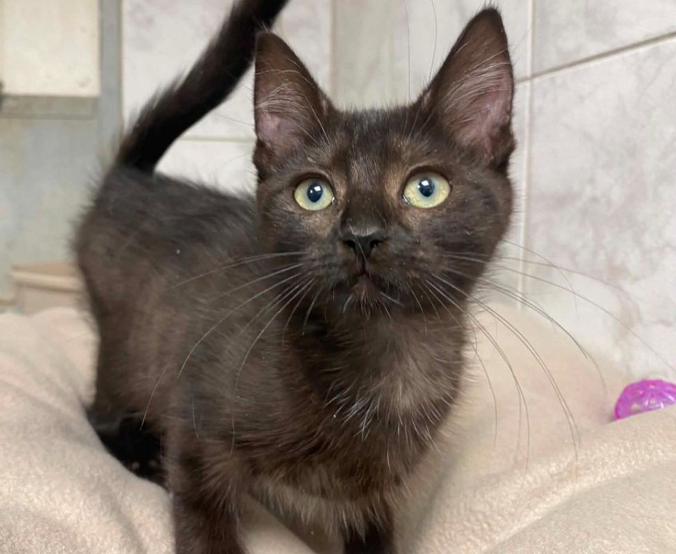 Lezy - Chat Européen à adopter