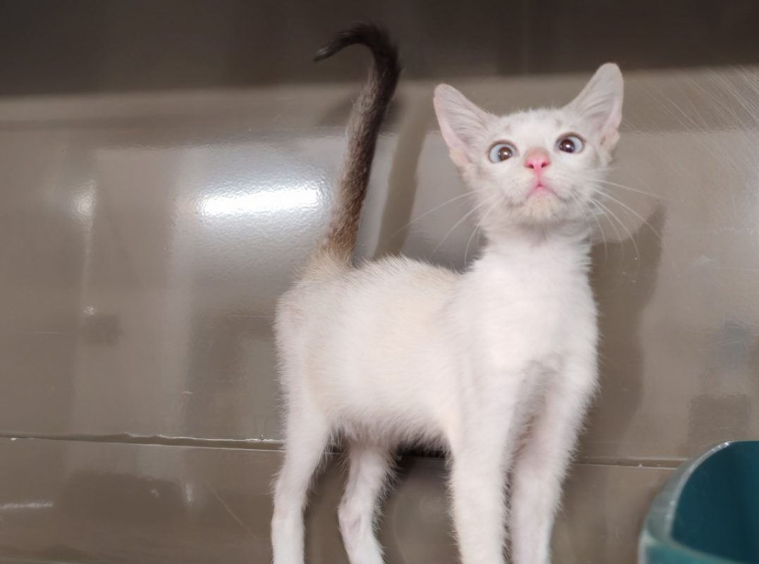 Magot - Chat Européen à adopter