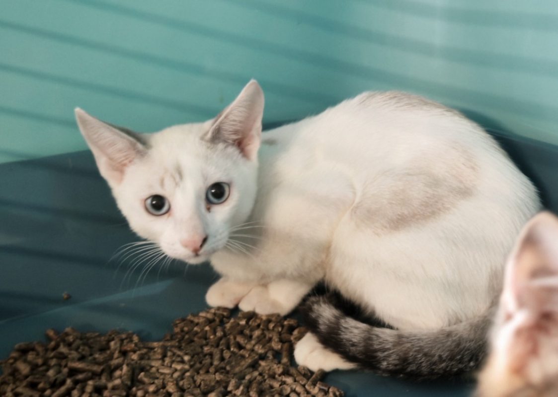 Londubat - Chat Européen à adopter