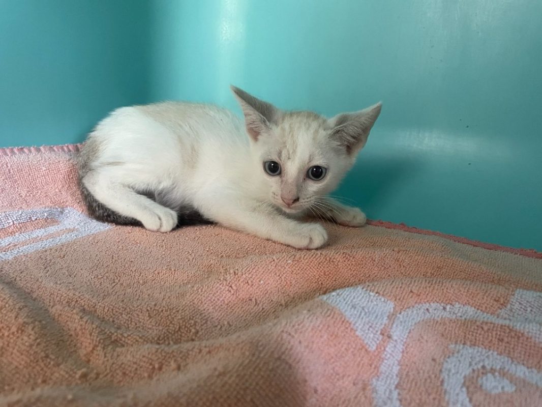 Londubat - Chat Européen à adopter - photo 2
