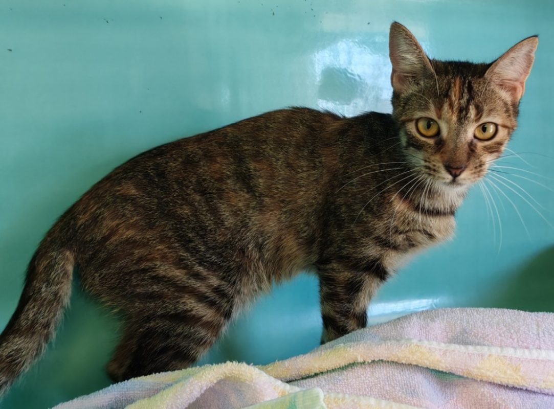 Timoun - Chat Européen à adopter