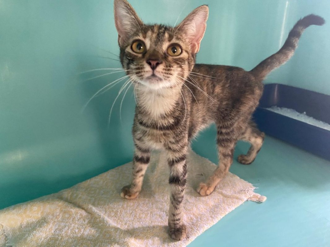Timoun - Chat Européen à adopter - photo 2
