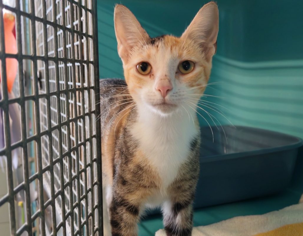 Saturne - Chat Européen à adopter