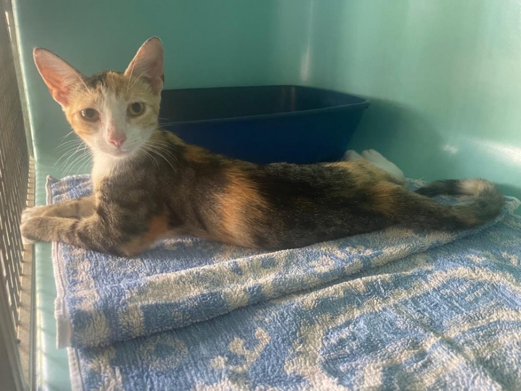 Saturne - Chat Européen à adopter - photo 2