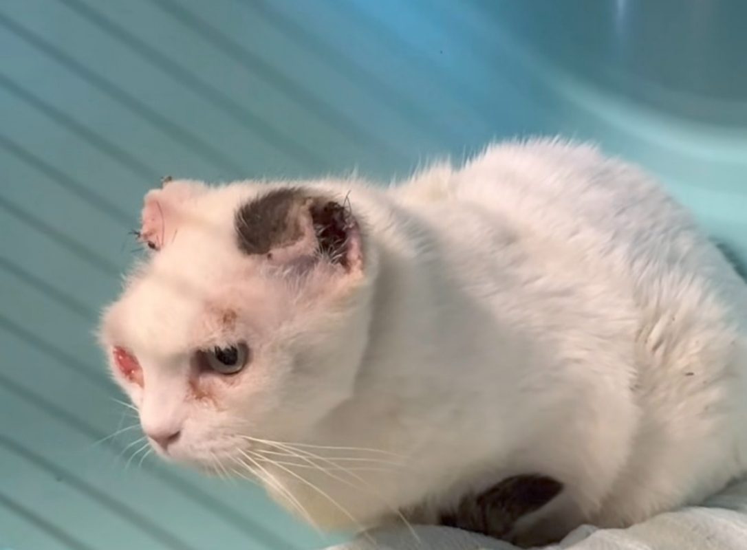 Pilpa - Chat Européen à adopter