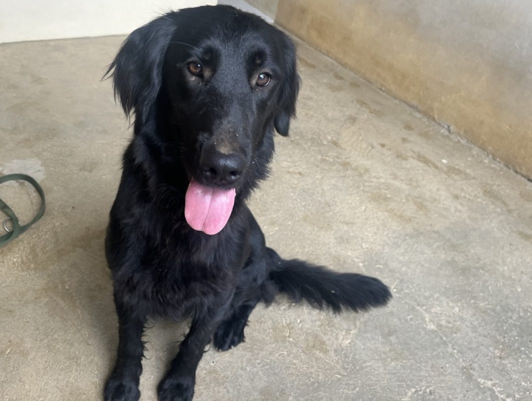 Nala - Chien à adopter