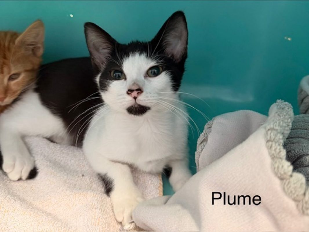 Plume - Chat Européen à adopter