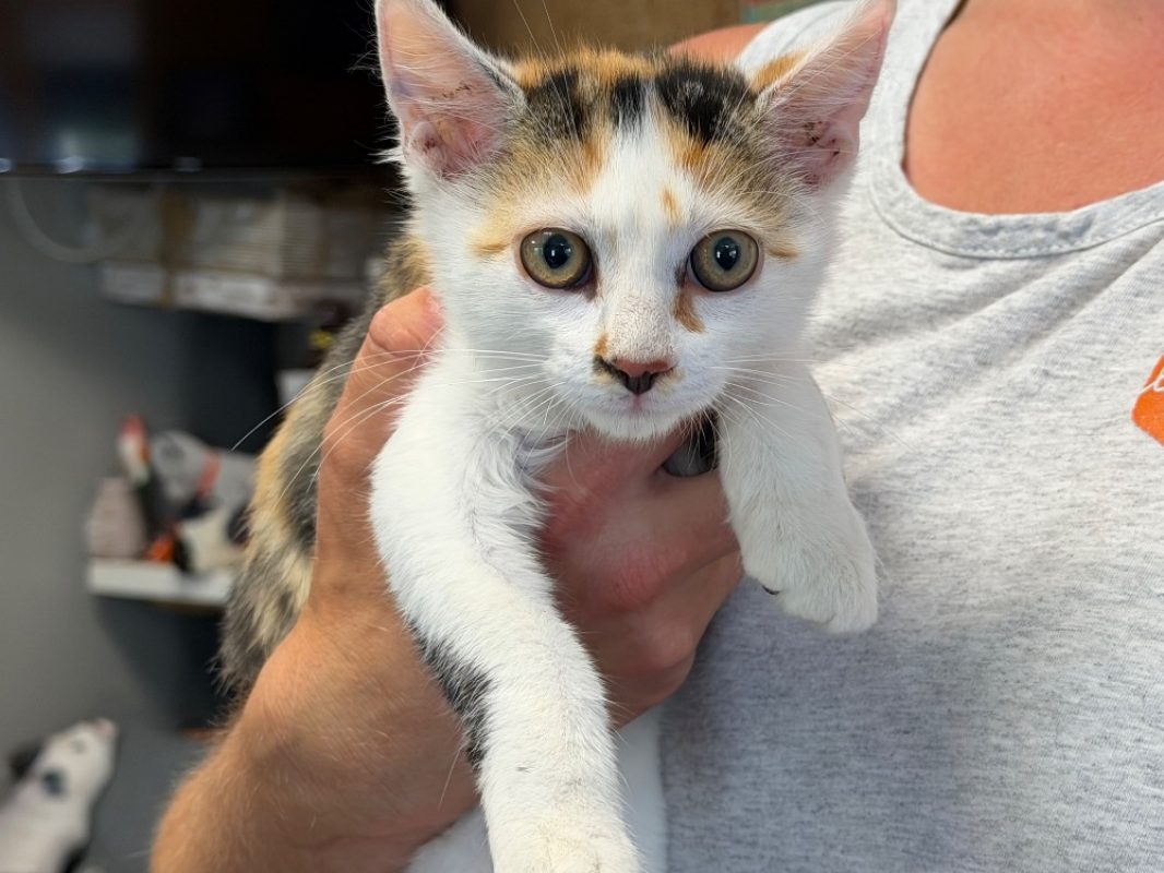 Bebe - Chat Européen à adopter
