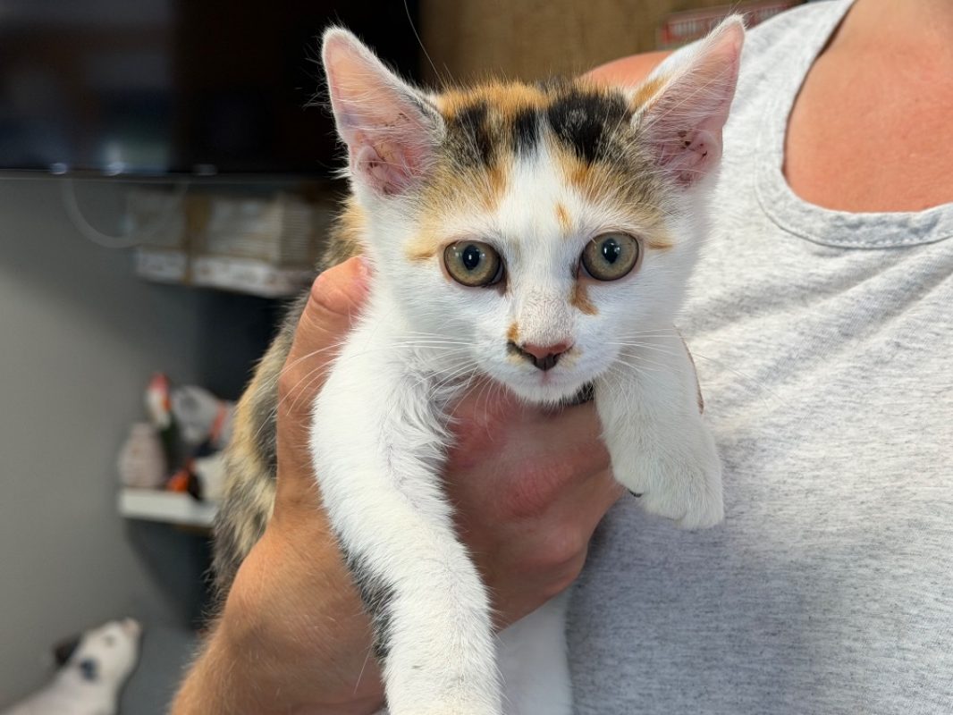 Bebe - Chat Européen à adopter - photo 2