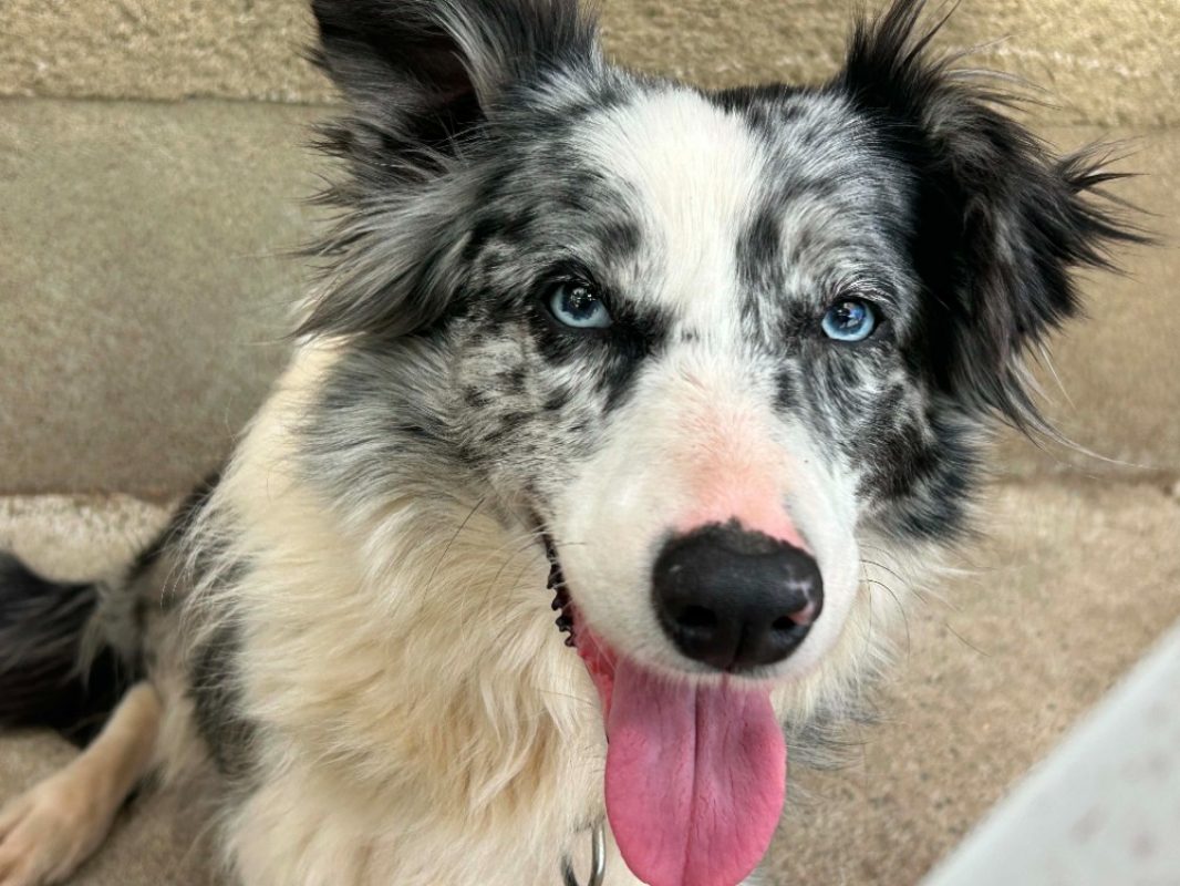 Lilou - Chien Border Collie à adopter