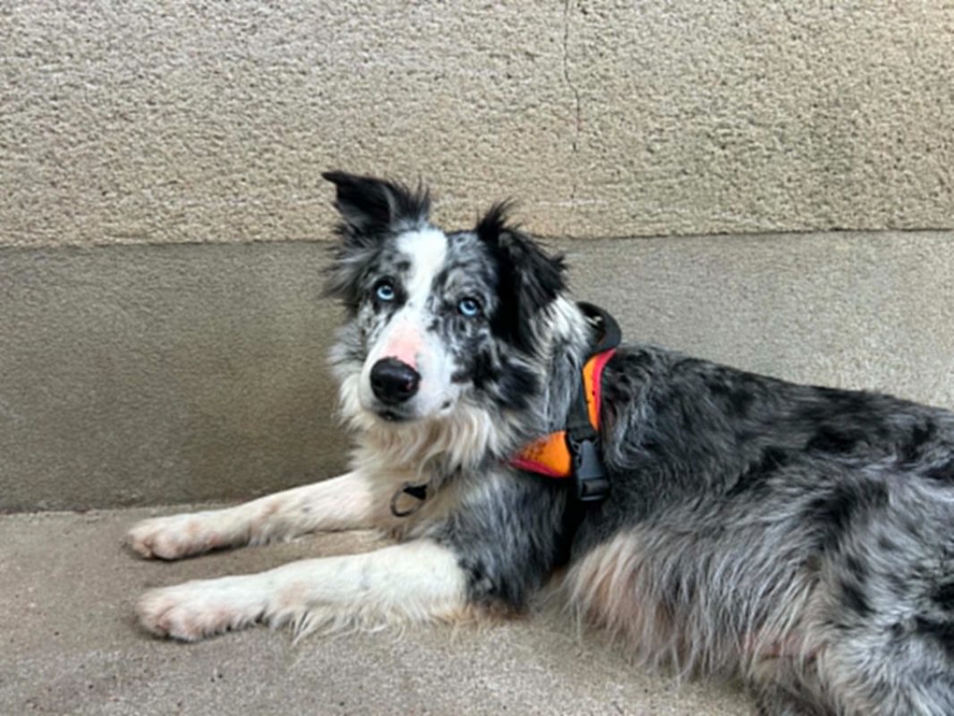 Lilou - Chien Border Collie à adopter - photo 2