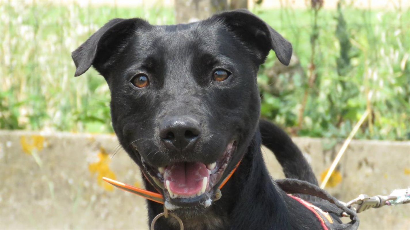 Sourire - Chien à adopter