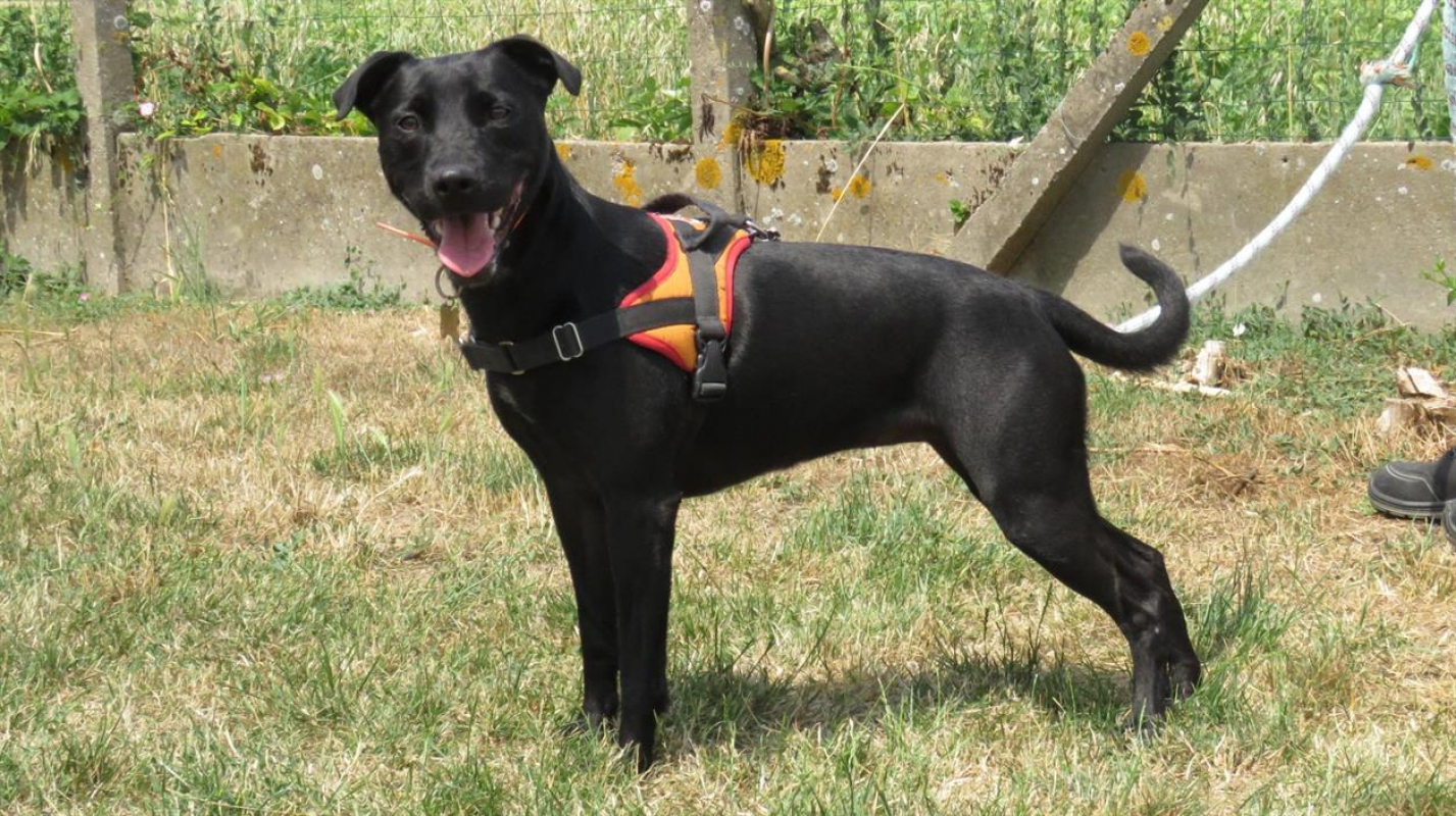 Sourire - Chien à adopter - photo 2