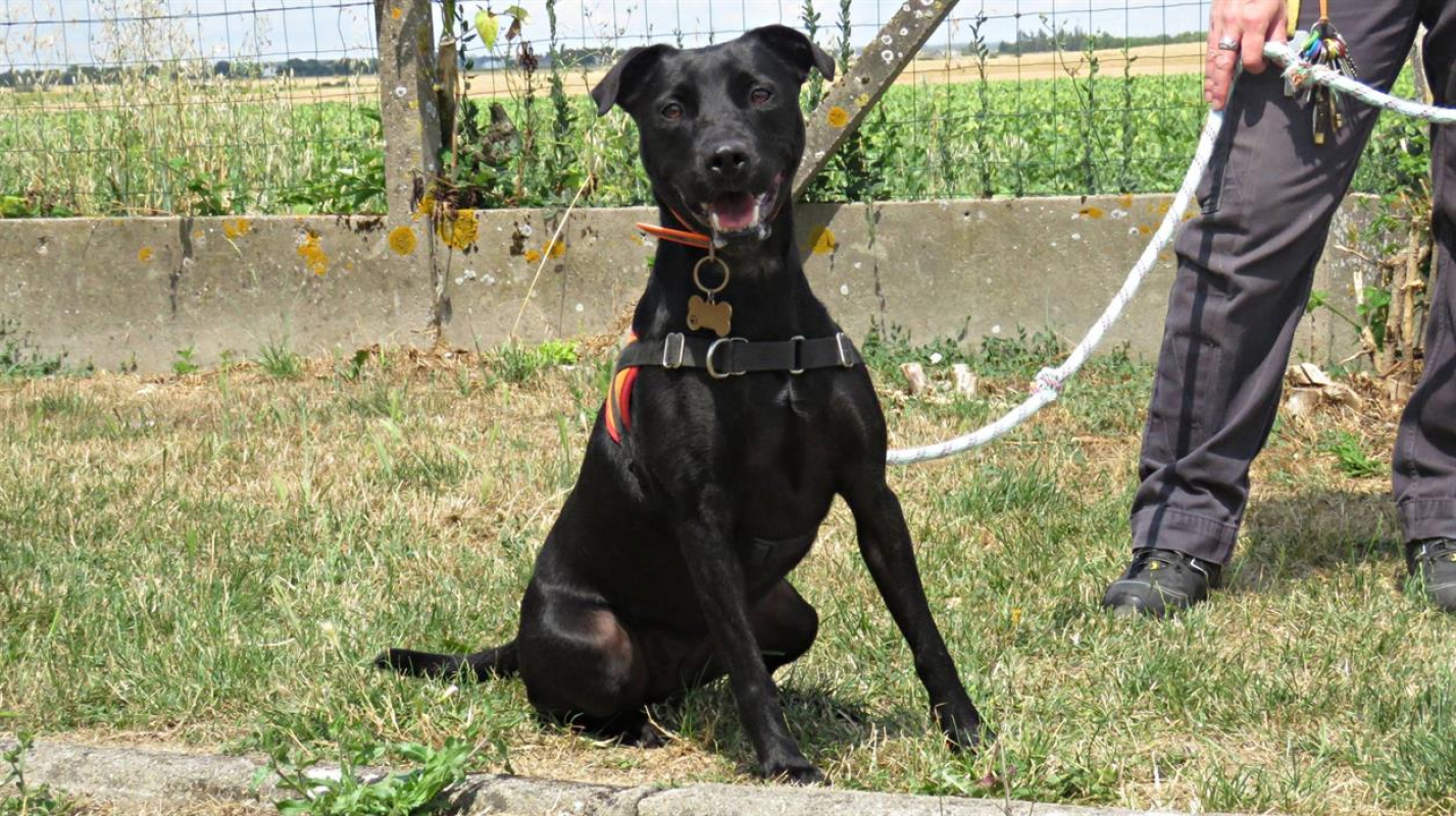 Sourire - Chien à adopter - photo 3
