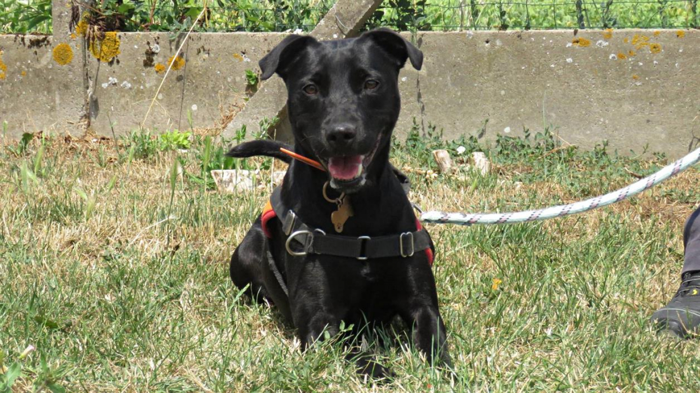 Sourire - Chien à adopter - photo 4