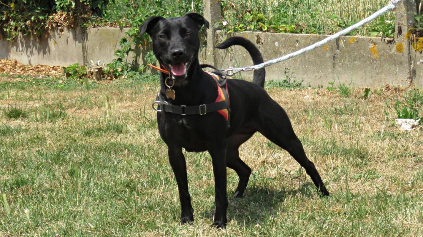 Sourire - Chien à adopter - photo 5