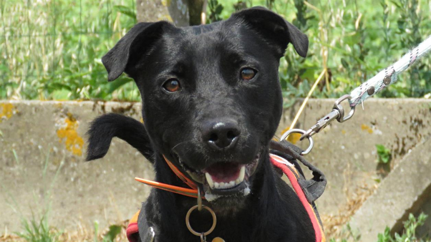 Sourire - Chien à adopter - photo 6