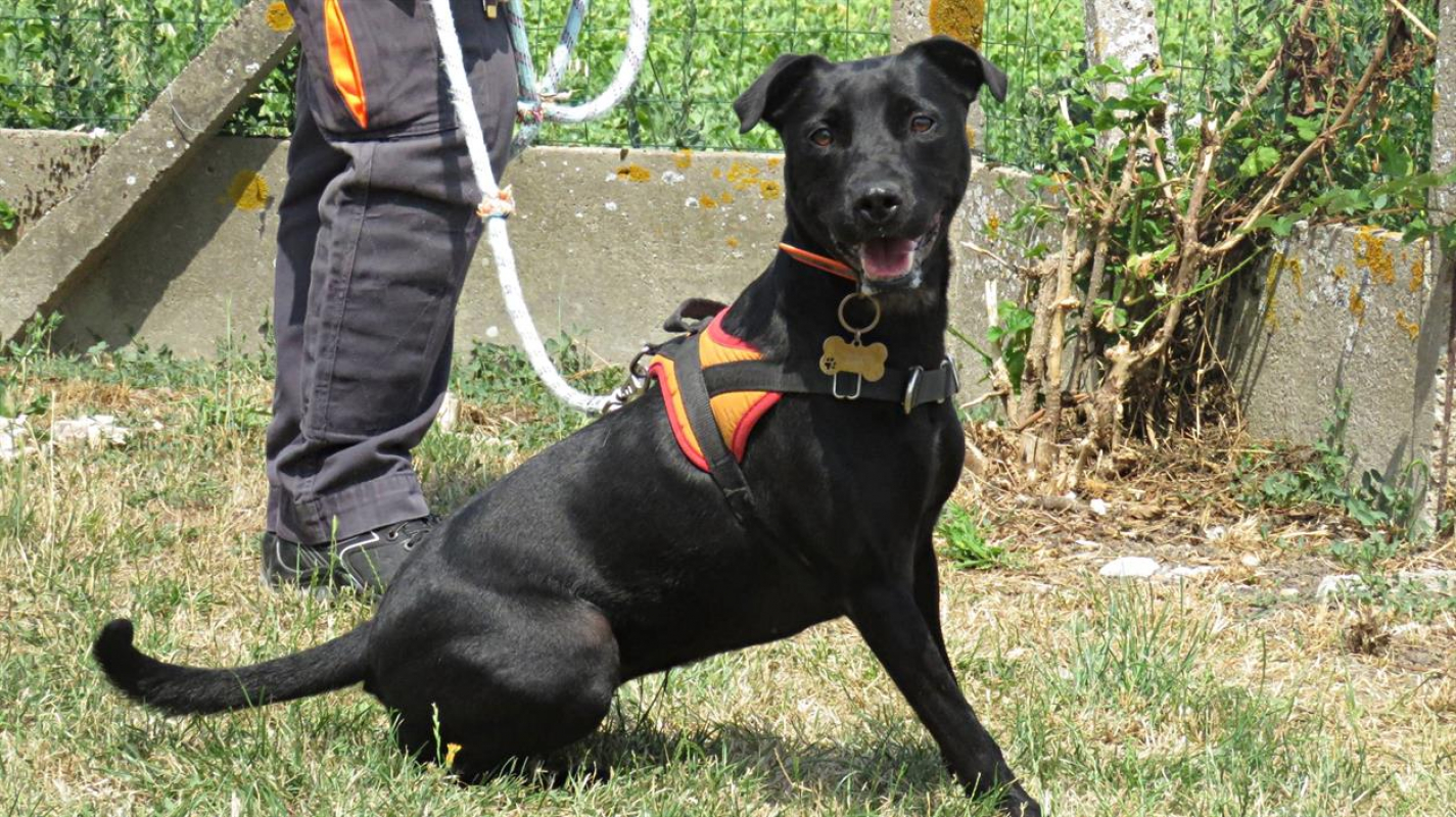 Sourire - Chien à adopter - photo 7