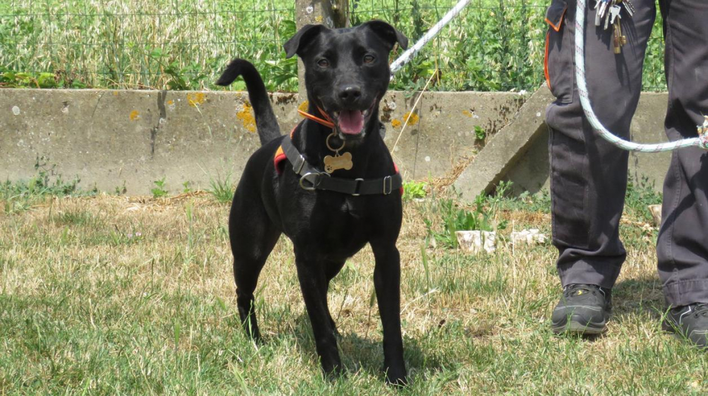 Sourire - Chien à adopter - photo 8
