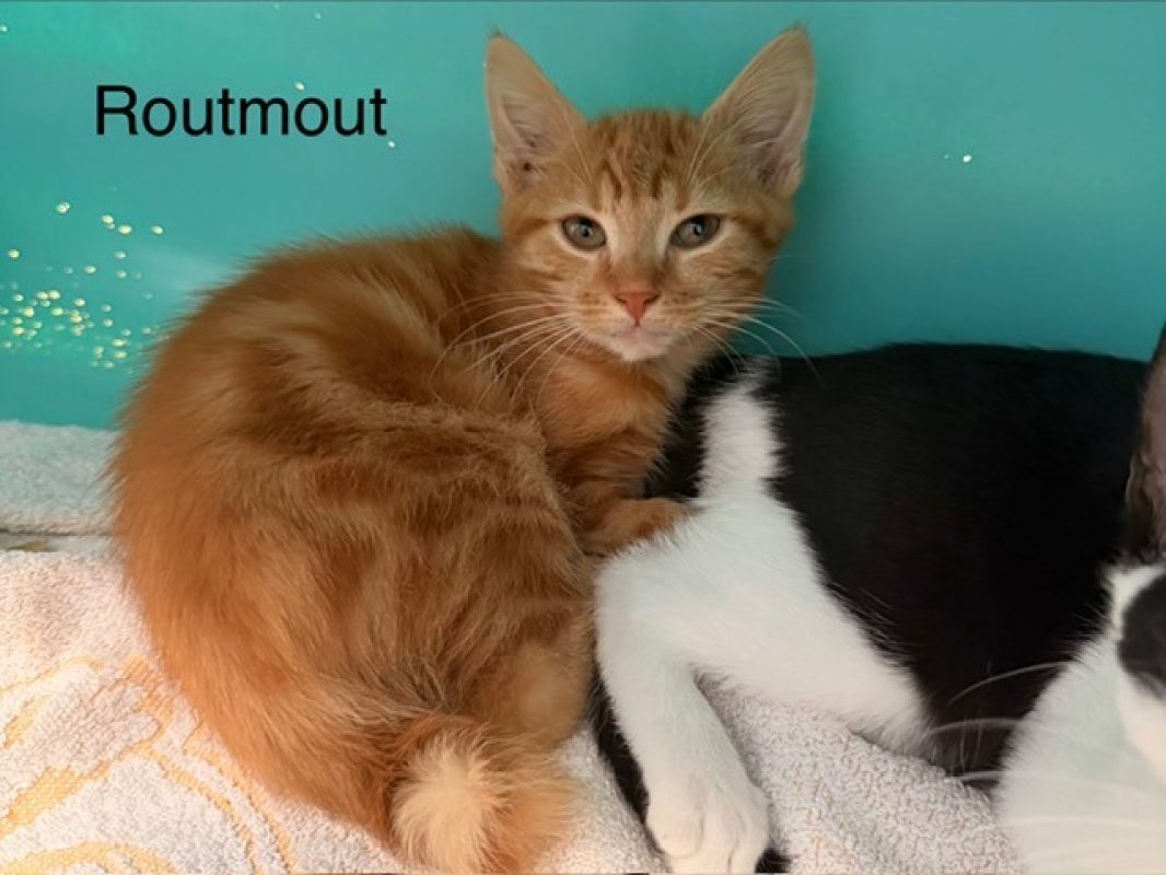 Routmout - Chat Européen à adopter
