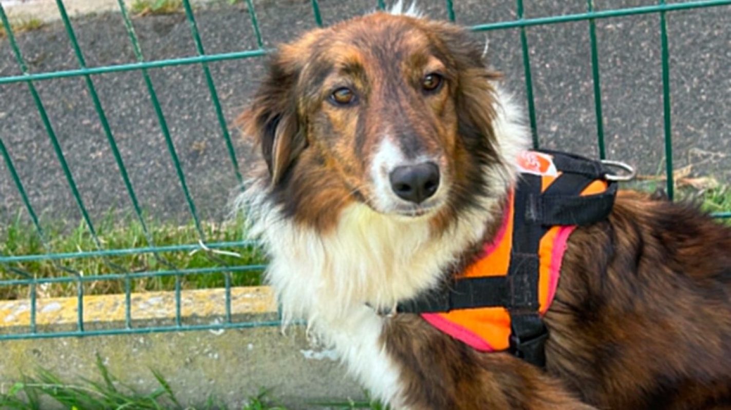 Langoustine - Chien Border Collie à adopter