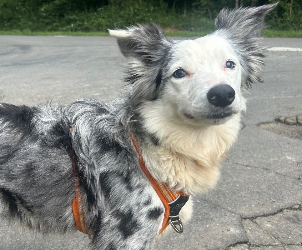 Oups - Chien Border Collie à adopter