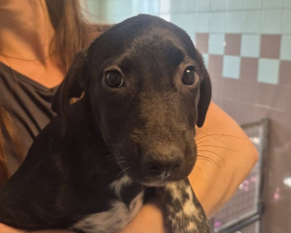 Alix - Chien à adopter