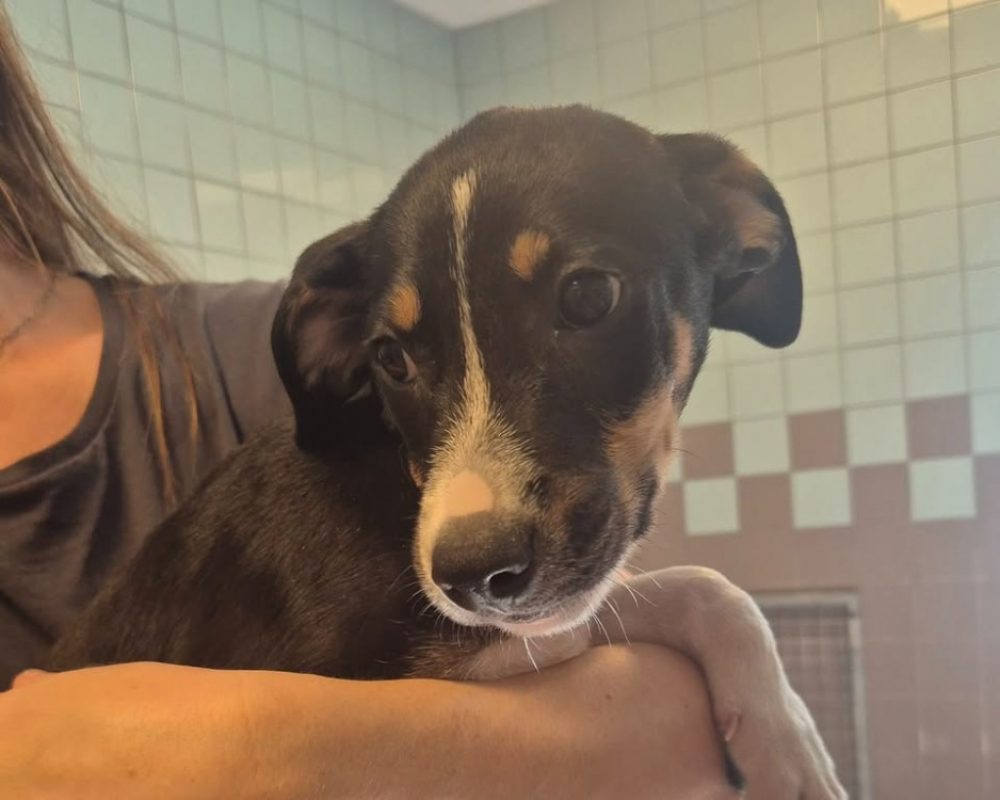 Atchoum - Chien à adopter